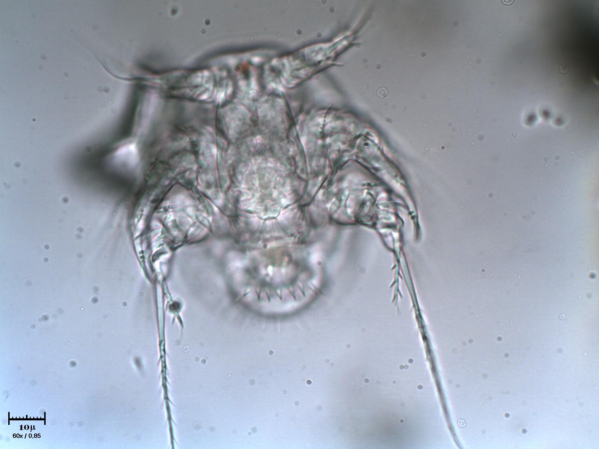 Nauplio di Copepode