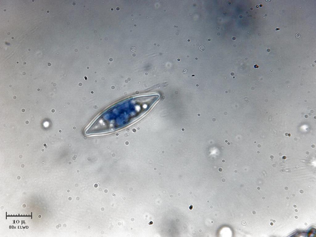 Diatomea blu