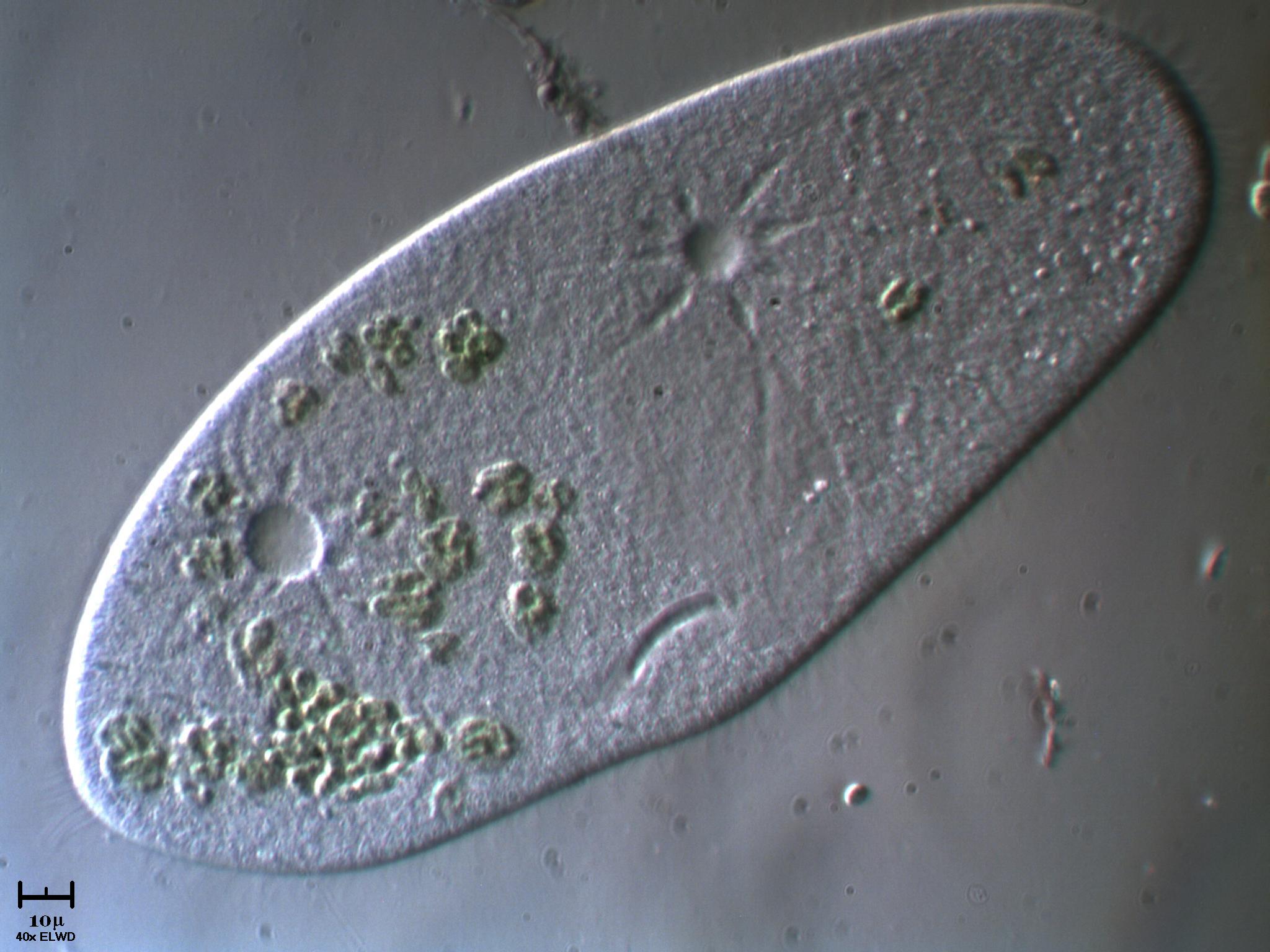 Paramecium