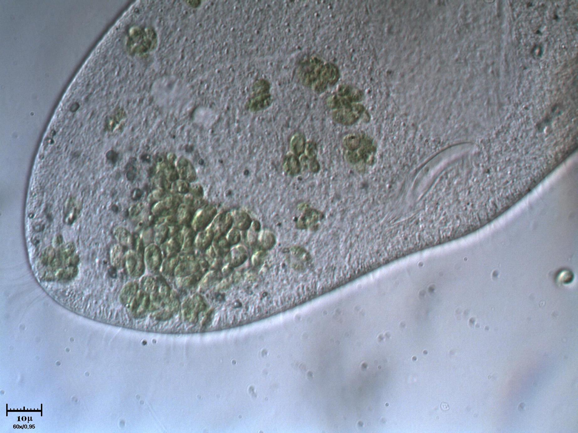 Paramecium