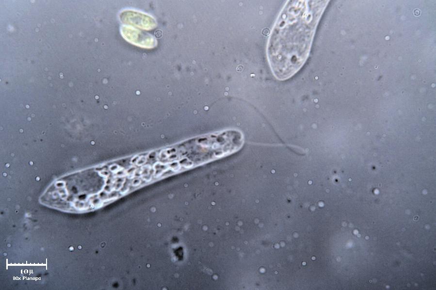 Euglena NON viridis