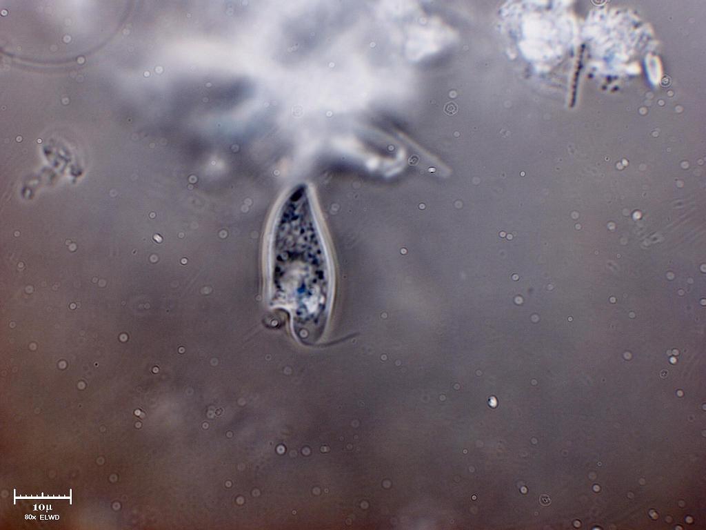 Oxyrrhis marina, dinoflagellato marino