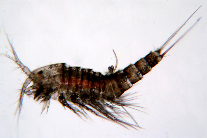 Copepodi