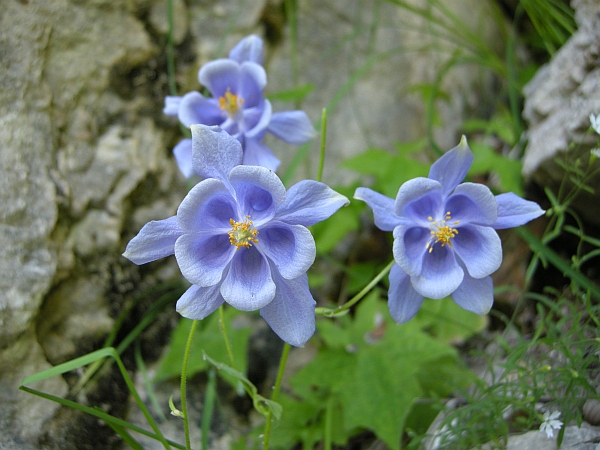 Aquilegia magellensis in Abruzzo / Aquilegia della Majella