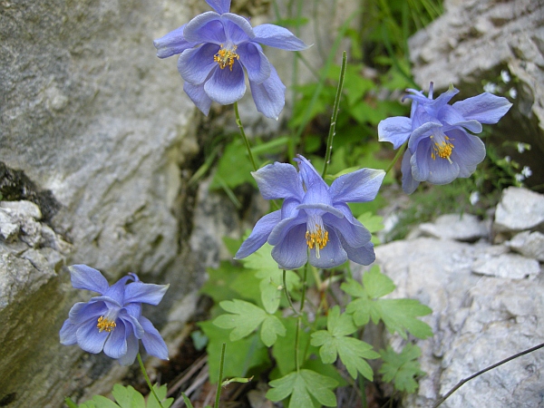 Aquilegia magellensis in Abruzzo / Aquilegia della Majella