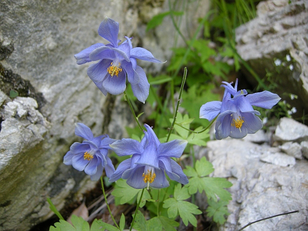 Aquilegia magellensis in Abruzzo / Aquilegia della Majella