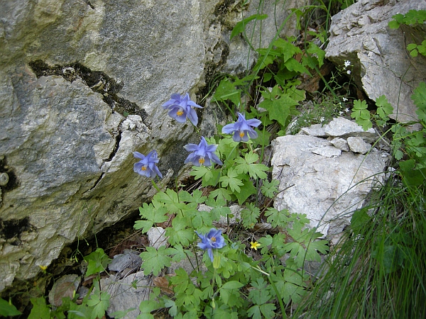 Aquilegia magellensis in Abruzzo / Aquilegia della Majella