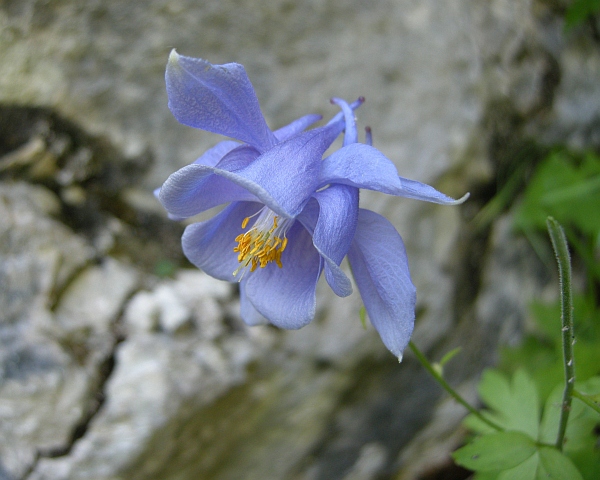 Aquilegia magellensis in Abruzzo / Aquilegia della Majella