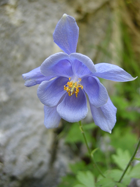 Aquilegia magellensis in Abruzzo / Aquilegia della Majella