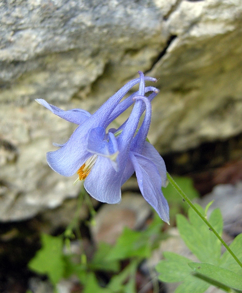 Aquilegia magellensis in Abruzzo / Aquilegia della Majella