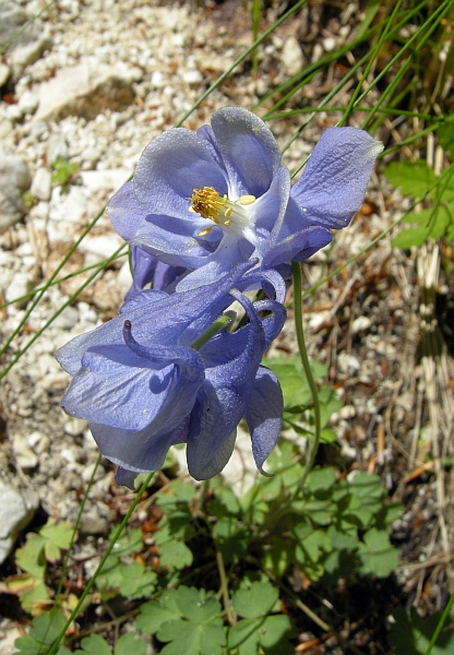 Aquilegia magellensis in Abruzzo / Aquilegia della Majella