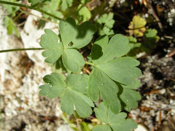 Aquilegia magellensis in Abruzzo / Aquilegia della Majella