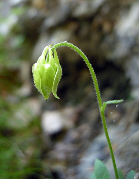 Aquilegia magellensis in Abruzzo / Aquilegia della Majella