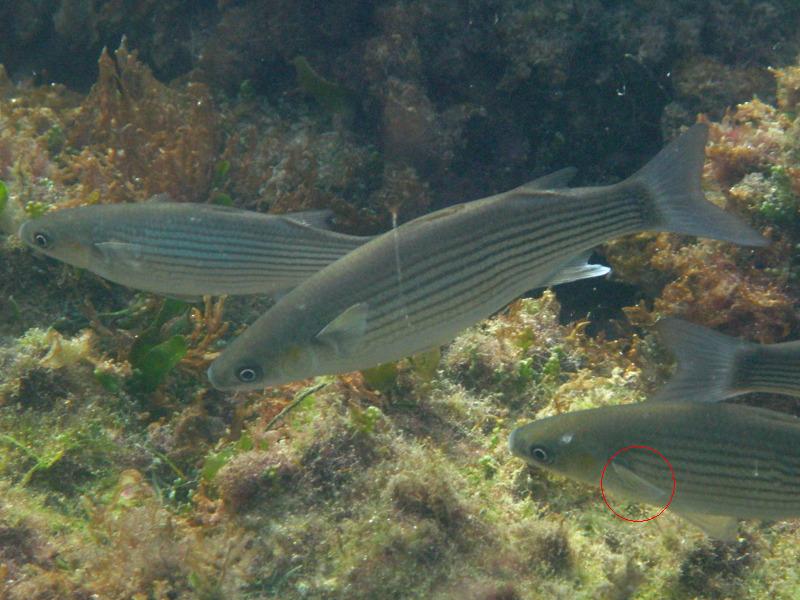 Quiz on Mugilidae around Cyprus