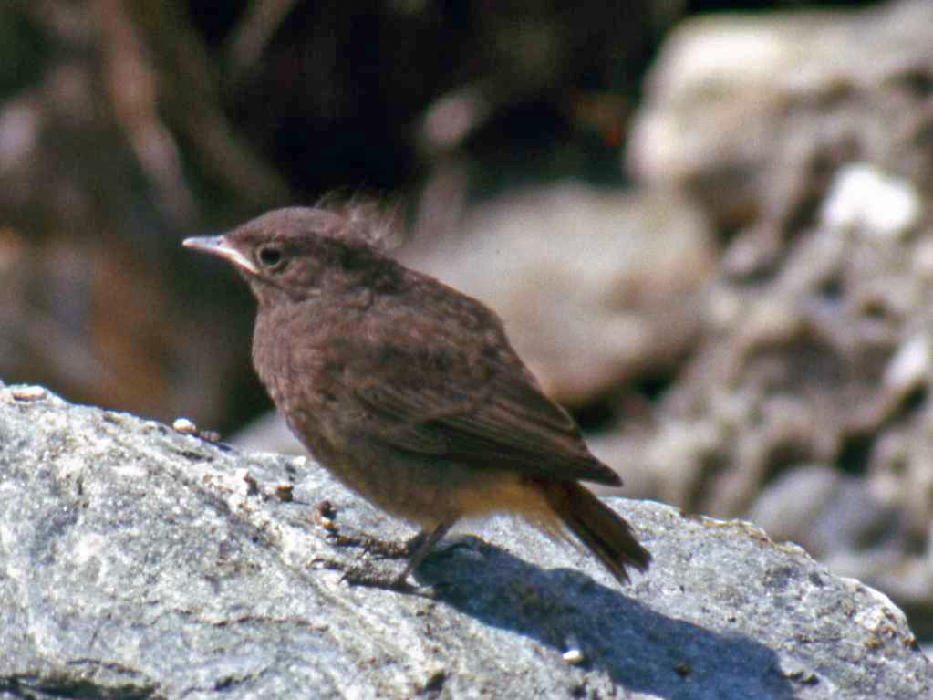 Uccelletti assortiti da determinare