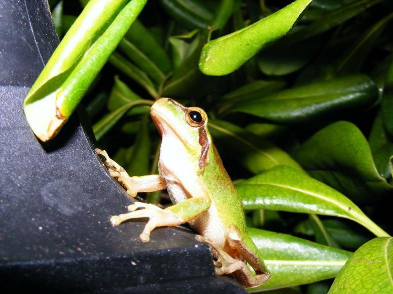 incontri in luna di miele - Hyla meridionalis