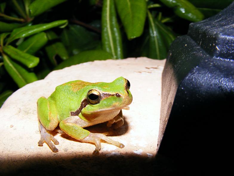 incontri in luna di miele - Hyla meridionalis