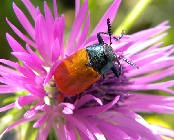 maschio di Labidostomis longimana