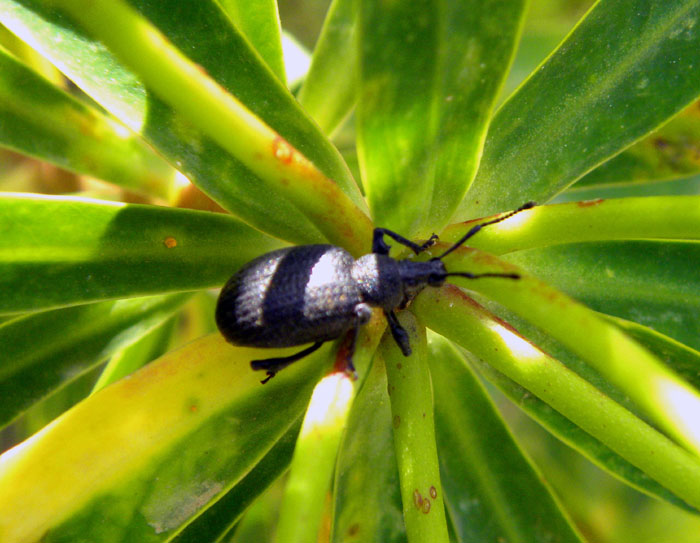 Otiorhynchus lugens