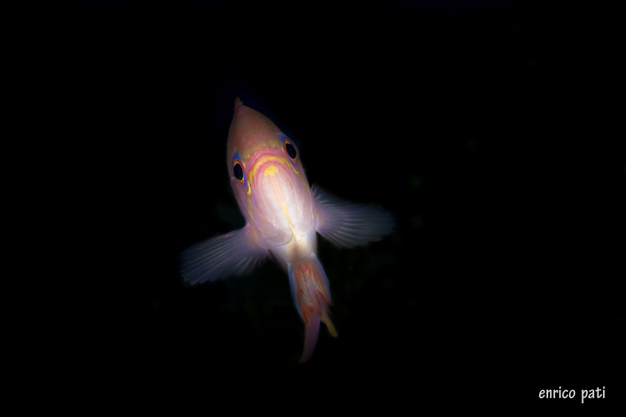 Anthias anthias