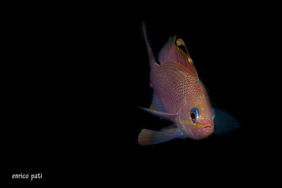 Anthias anthias