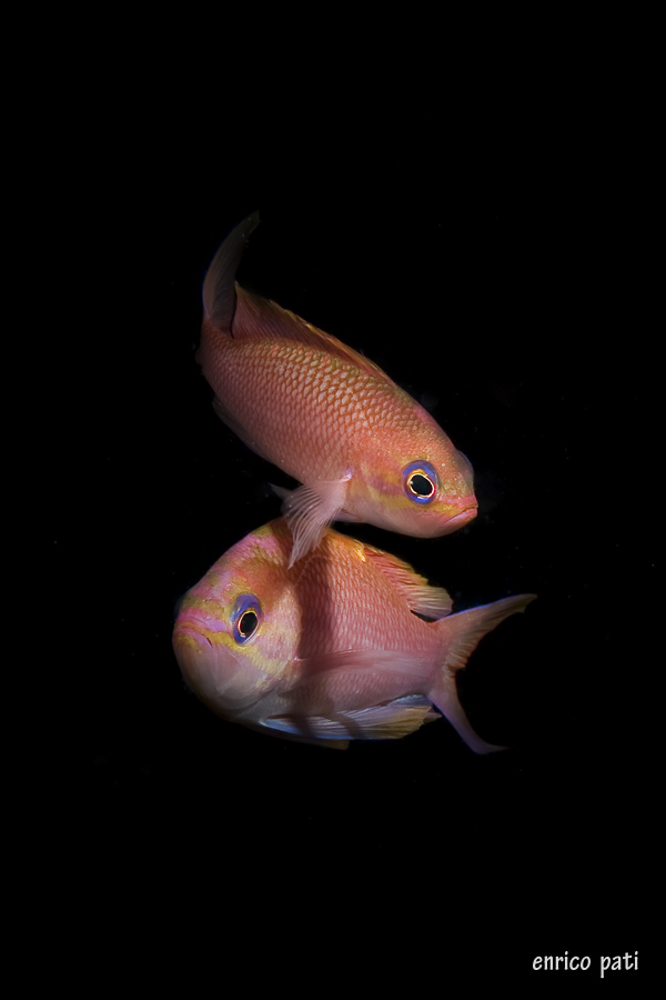 Anthias anthias