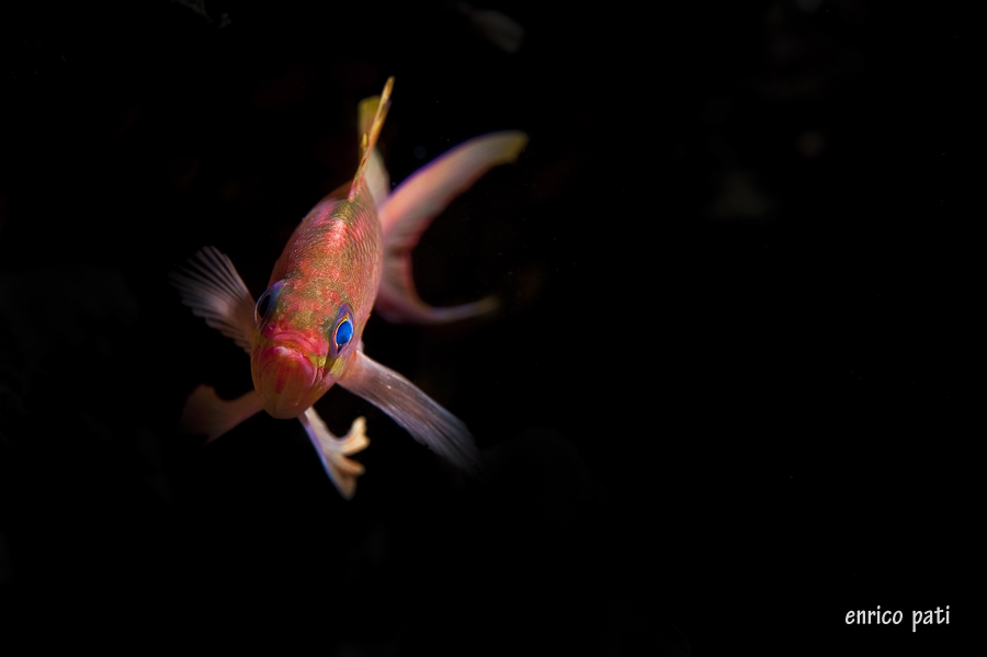 Anthias anthias