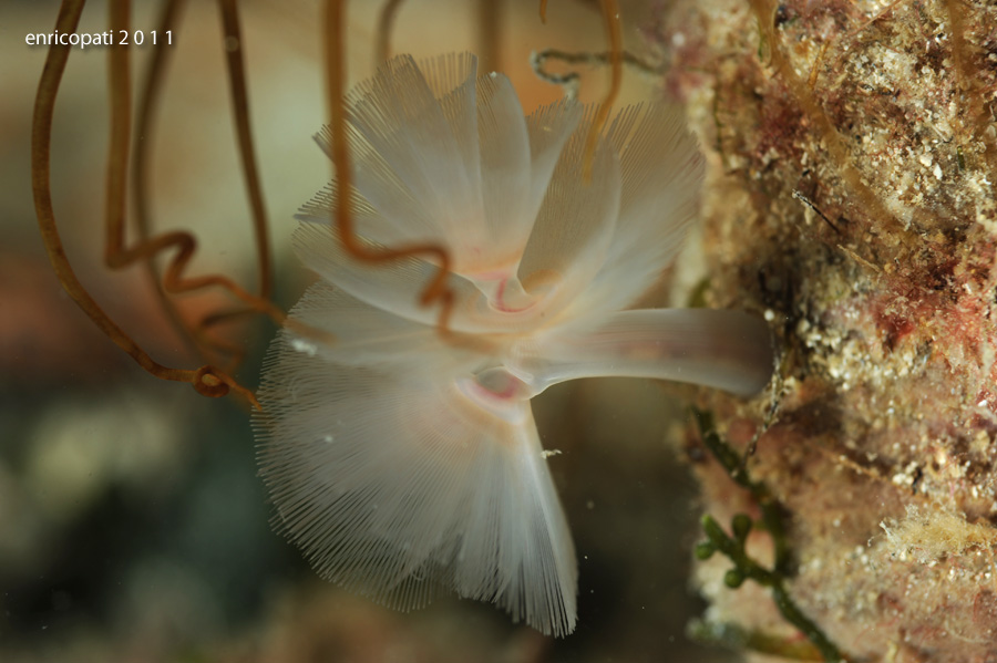 Sul tubo di un cerianto: foronideo Phoronis sp.