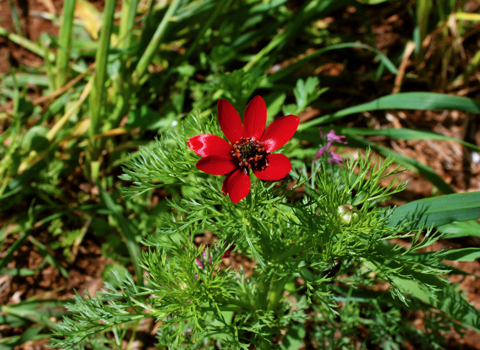 Adonis spp.