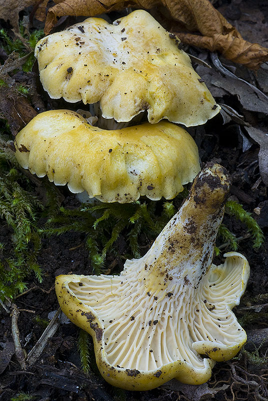 a quali specie appartengono questi funghi?