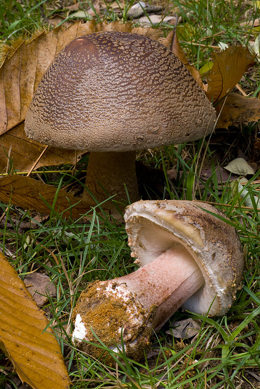 a quali specie appartengono questi funghi?