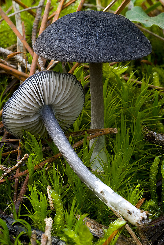 a quali specie appartengono questi funghi?