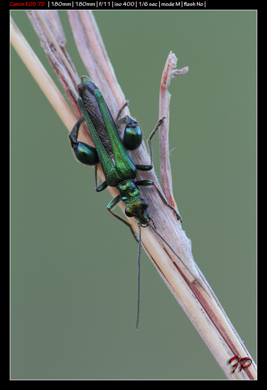 Oedemera nobilis