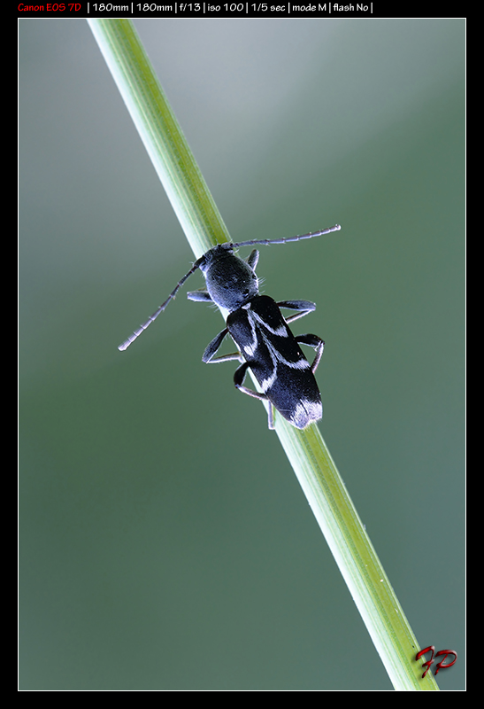 Probabile Chlorophorus sartor (Cerambycidae)