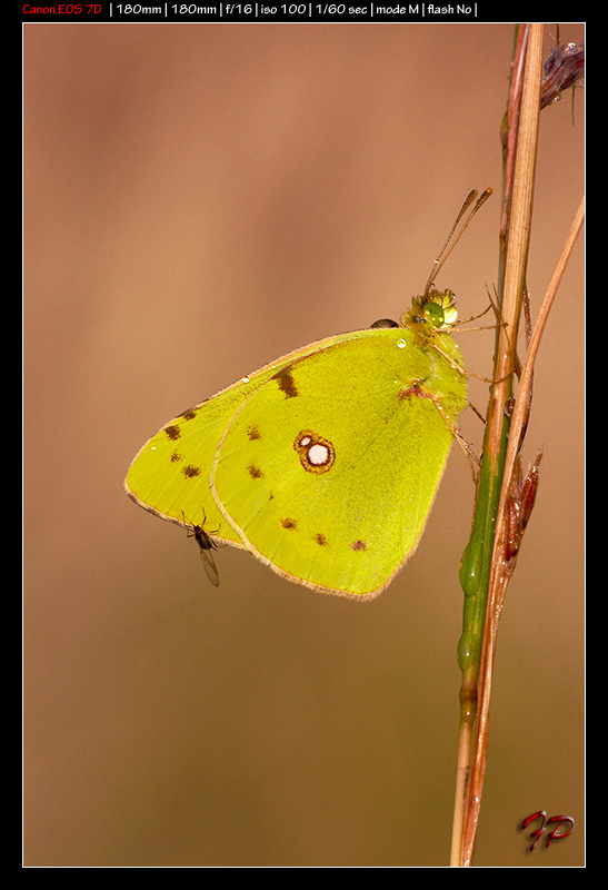 Identificazione