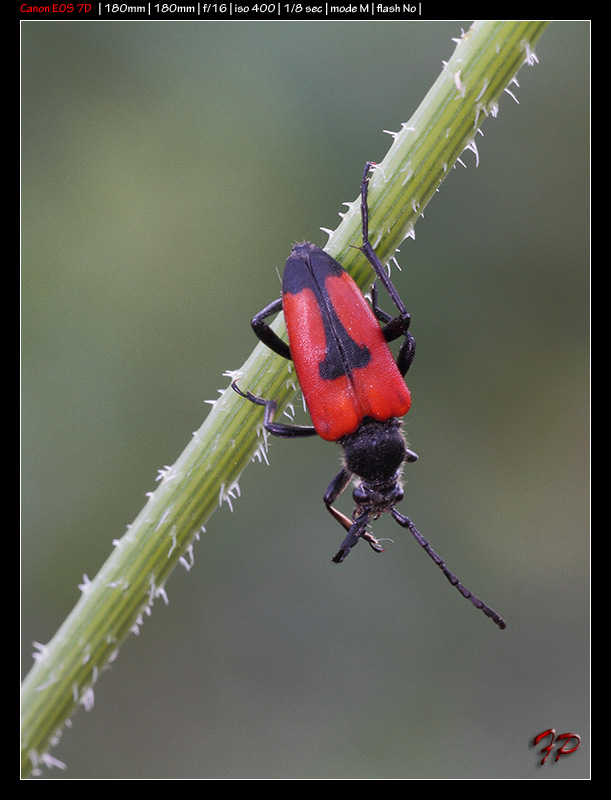 Stictoleptura cordigera