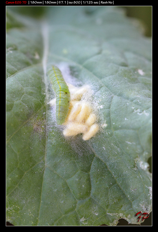 Bruco parassitato da Braconidae