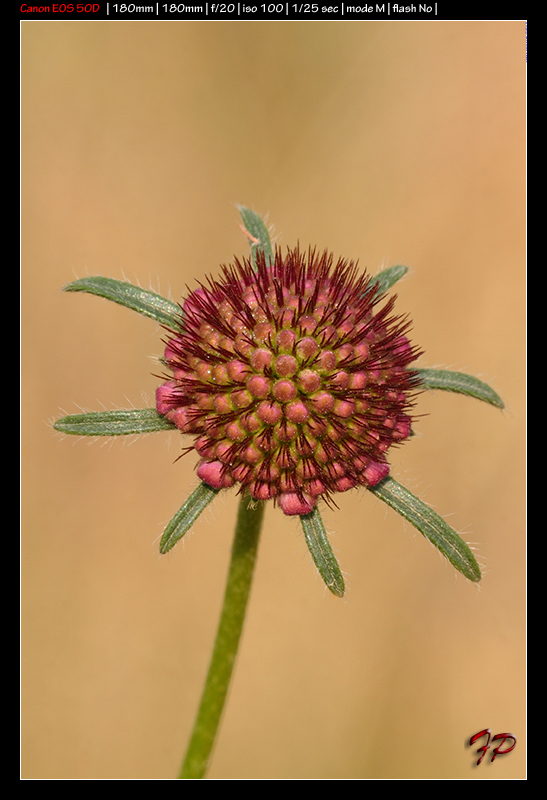 Sixalix atropurpurea