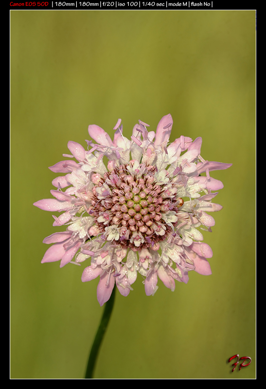 Sixalix atropurpurea