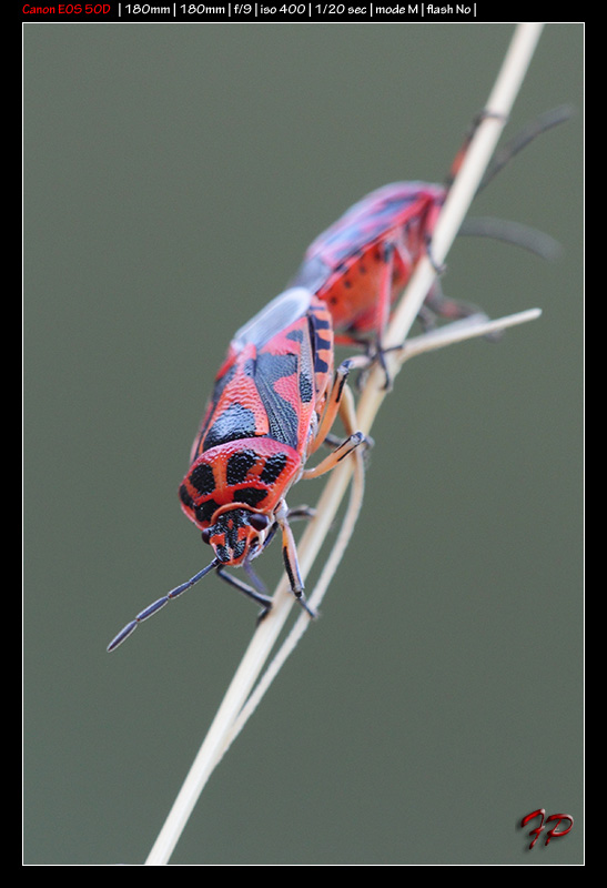 Coppia di Eurydema ornata