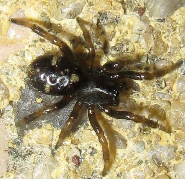 Asagena sp.