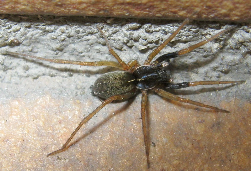 Aulonia albimana (Lycosidae)