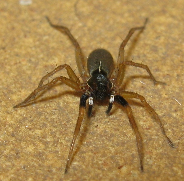 Aulonia albimana (Lycosidae)