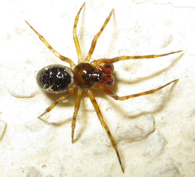 Sardinidion blackwalli