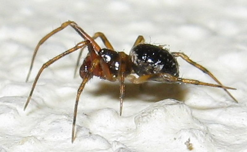 Sardinidion blackwalli