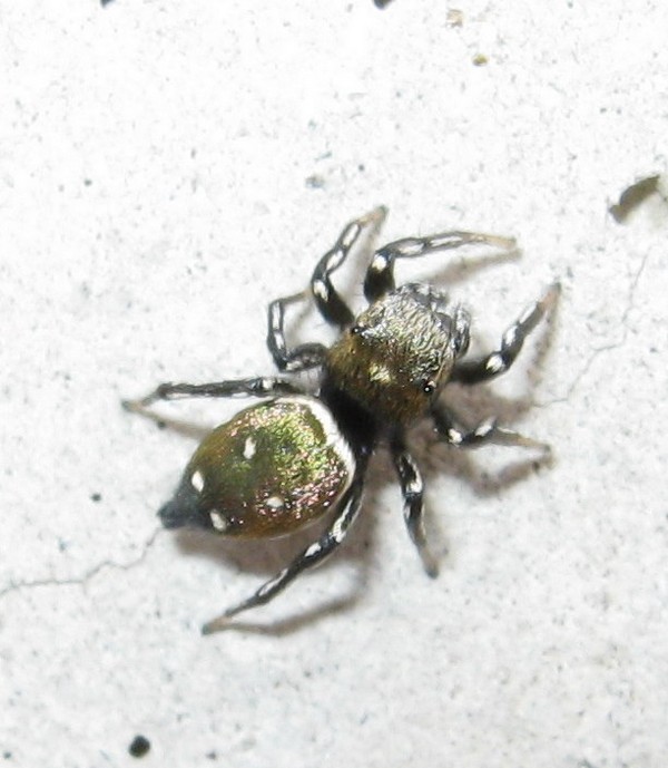 Heliophanus cf. kochii