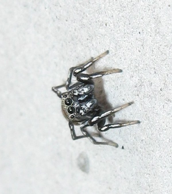 Heliophanus cf. kochii