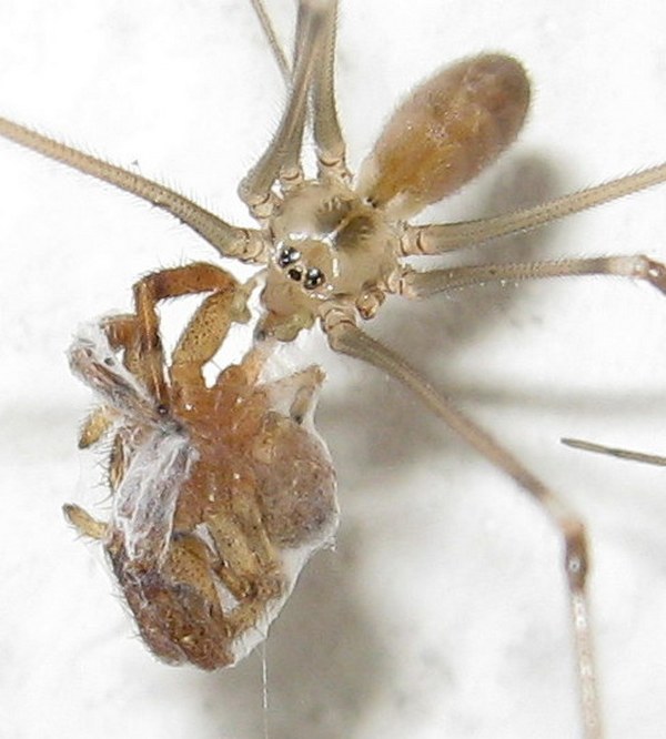 Pholcus phalangioides con?