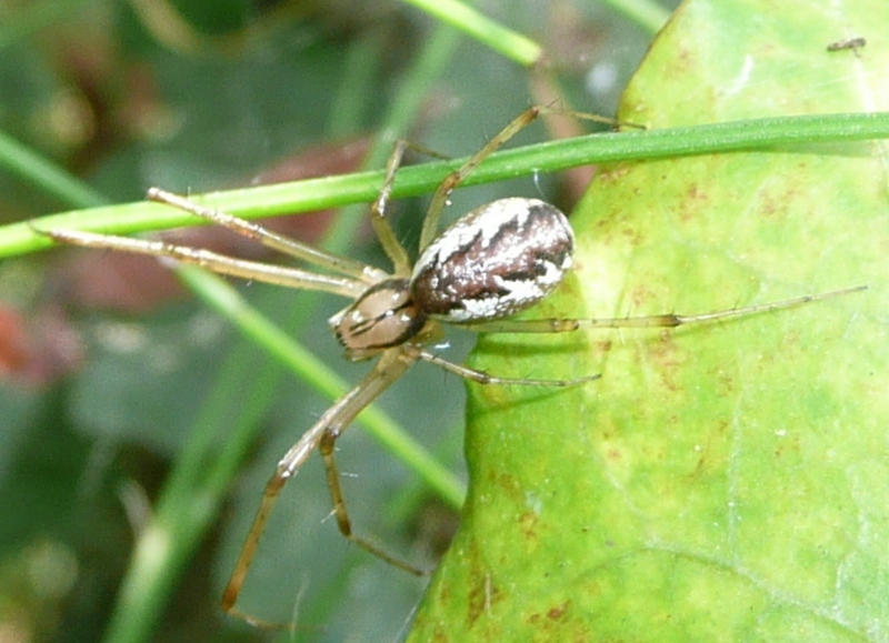 Linyphia triangularis