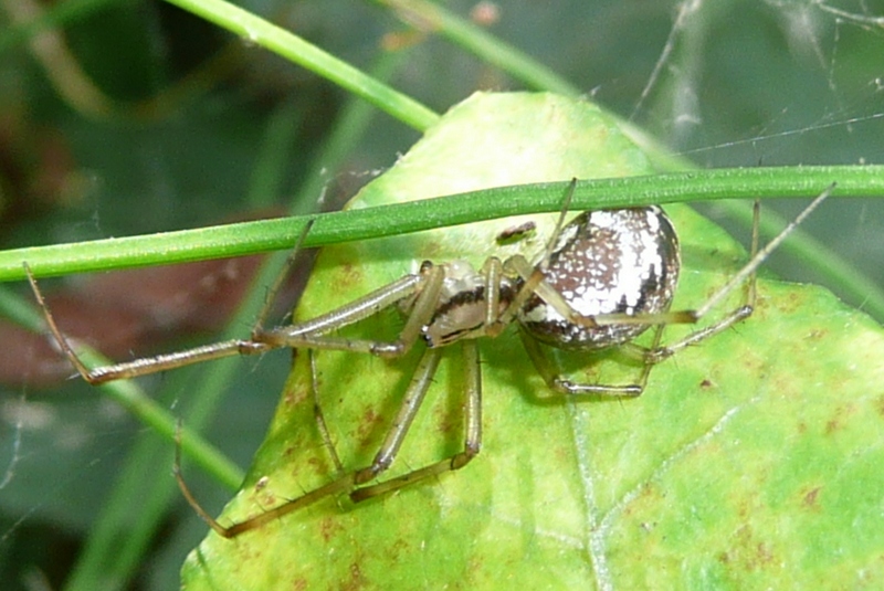 Linyphia triangularis